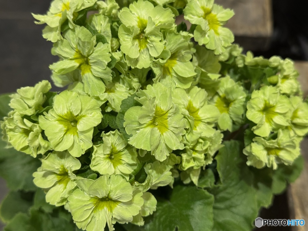 プリムラプリカント