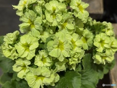 プリムラプリカント