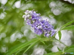 夕暮れpurple