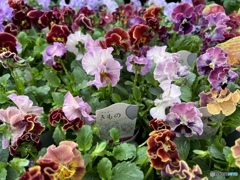 “きもの”という名のpansy