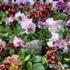 “きもの”という名のpansy