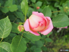 まん丸が好き　②