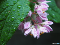 Rainy morning