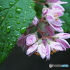 Rainy morning