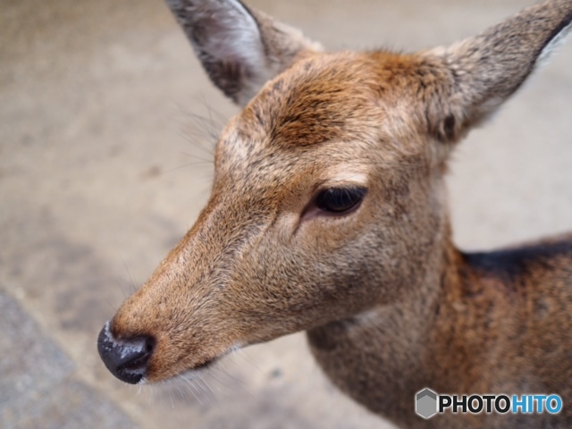 わたし、美人？だと言われてるの