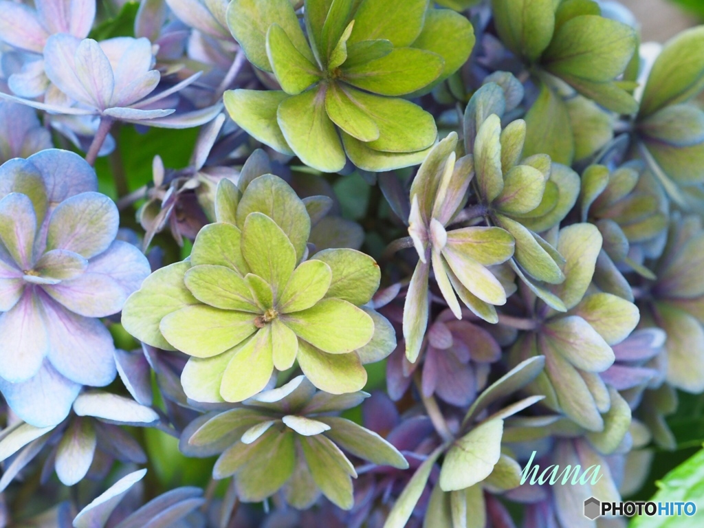 秋色紫陽花…まだ完全に剪定出来ず