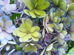 秋色紫陽花…まだ完全に剪定出来ず