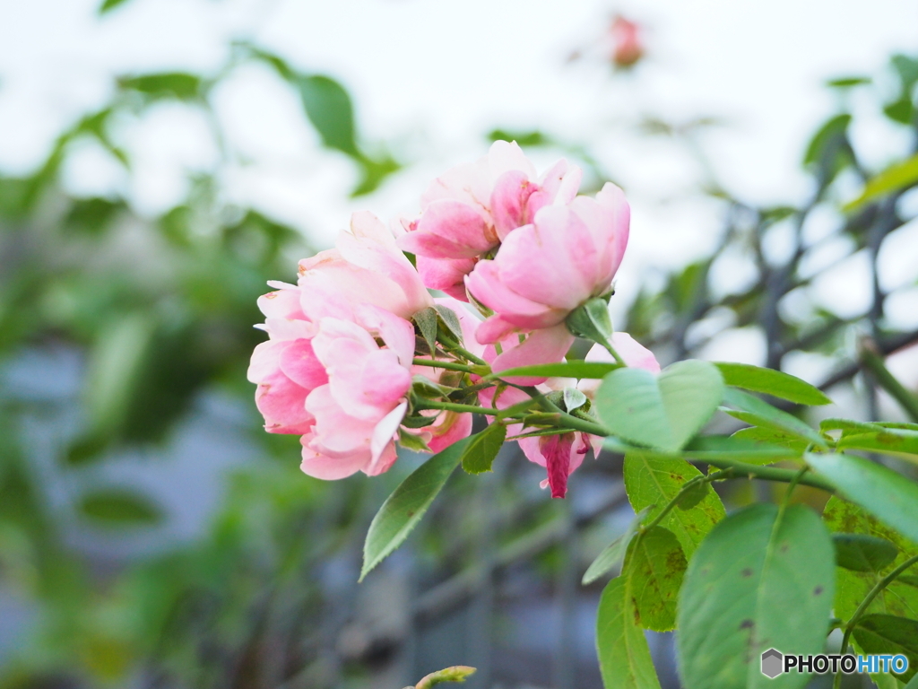 花束のような恋をする