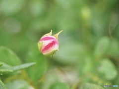 夢の向こう側
