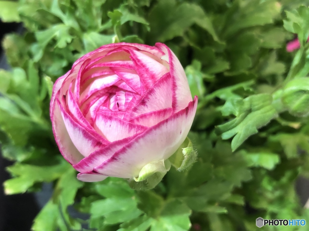 Flowers stepping