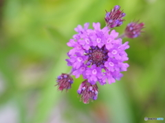輪になって踊ろうよ