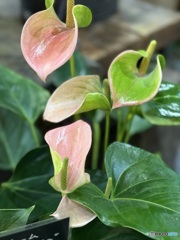 師走のアンスリューム