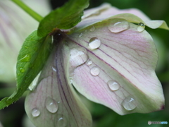 雨よ…ありがとう