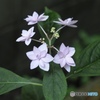 謙虚な七段花