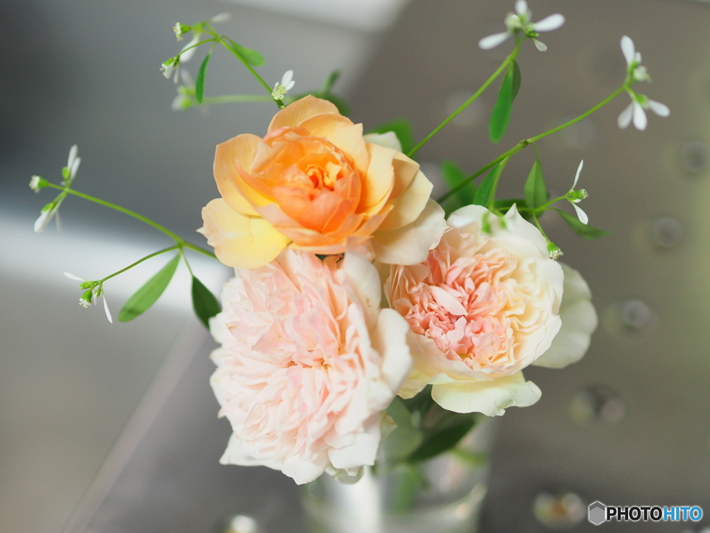 kitchenからこんにちは