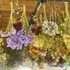dry flower