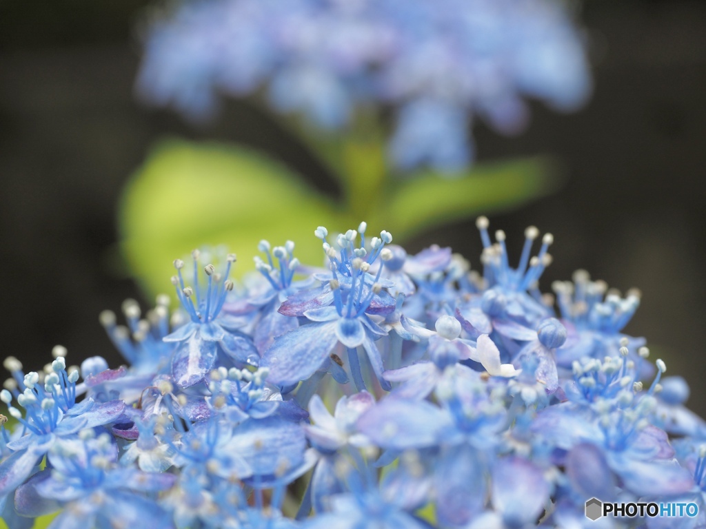 紫陽花山に登れたなら…