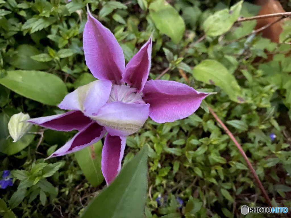 おやすみ…愛しいあなた