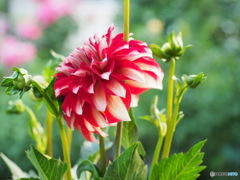 Dahlia咲く