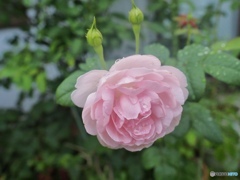 雨が好き