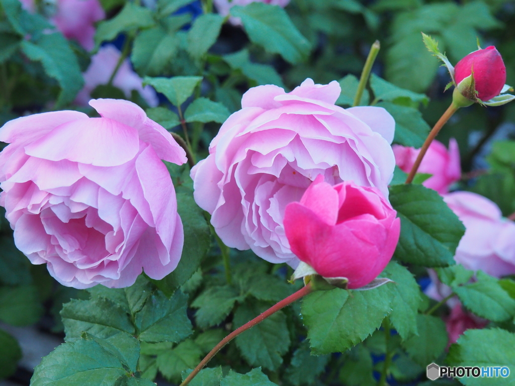 サント・ノーレ