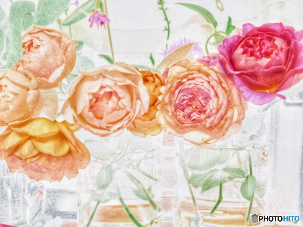 水曜日の薔薇たち