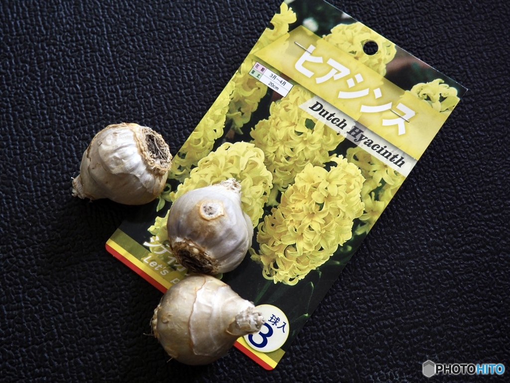 Hyacinthus‘City of Haarlem’