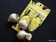 Hyacinthus‘City of Haarlem’