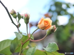 空と風と薔薇と