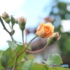 空と風と薔薇と