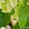 Drop pendant