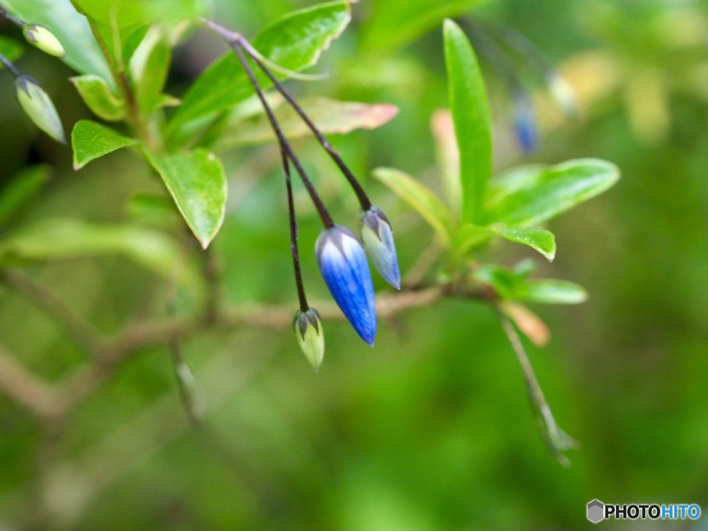 Australian bluebell