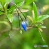 Australian bluebell