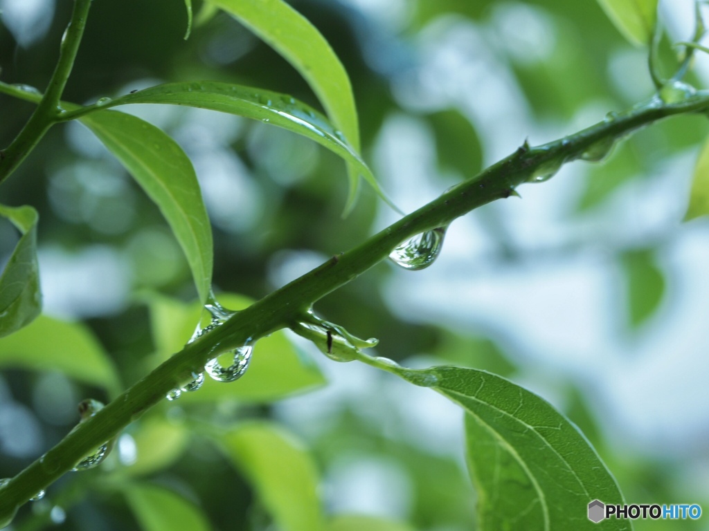 Happy rain
