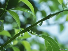 Happy rain