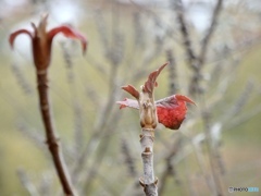 冬のいろ 冬のいろ