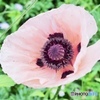 Floral balloon