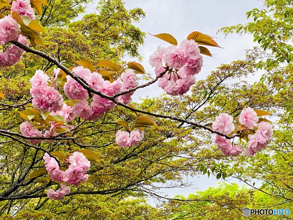 花曇りの午後