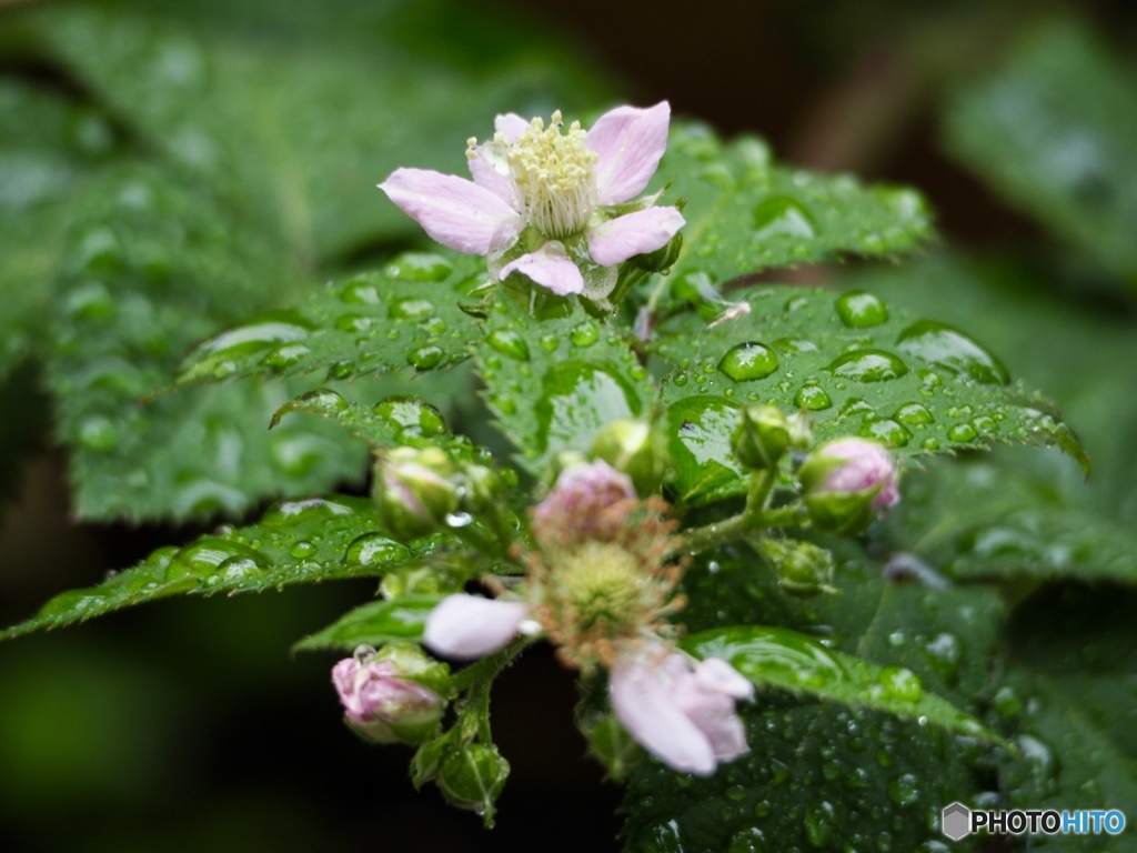 Blackberry flowers
