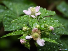 Blackberry flowers