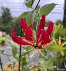 Gloriosa