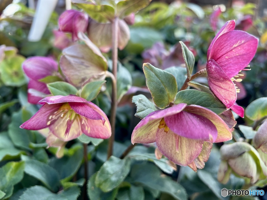 氷の薔薇