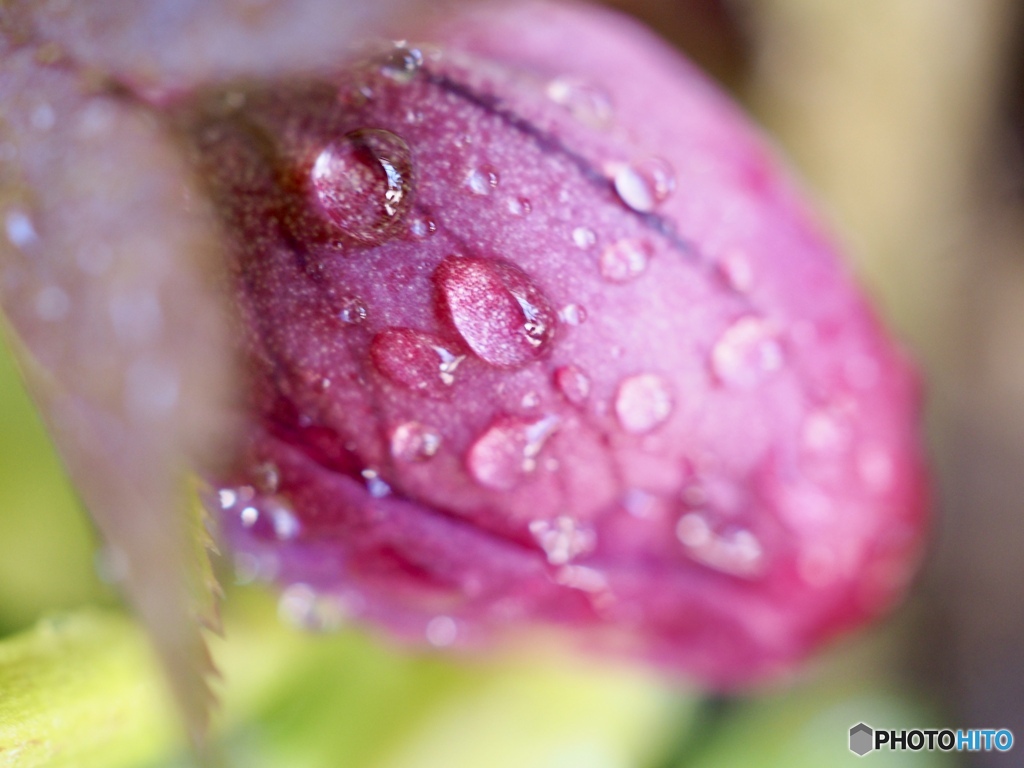 赤紫いろのうた