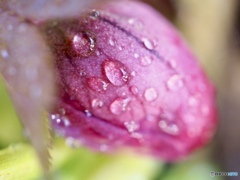 赤紫いろのうた