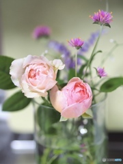 薔薇二輪