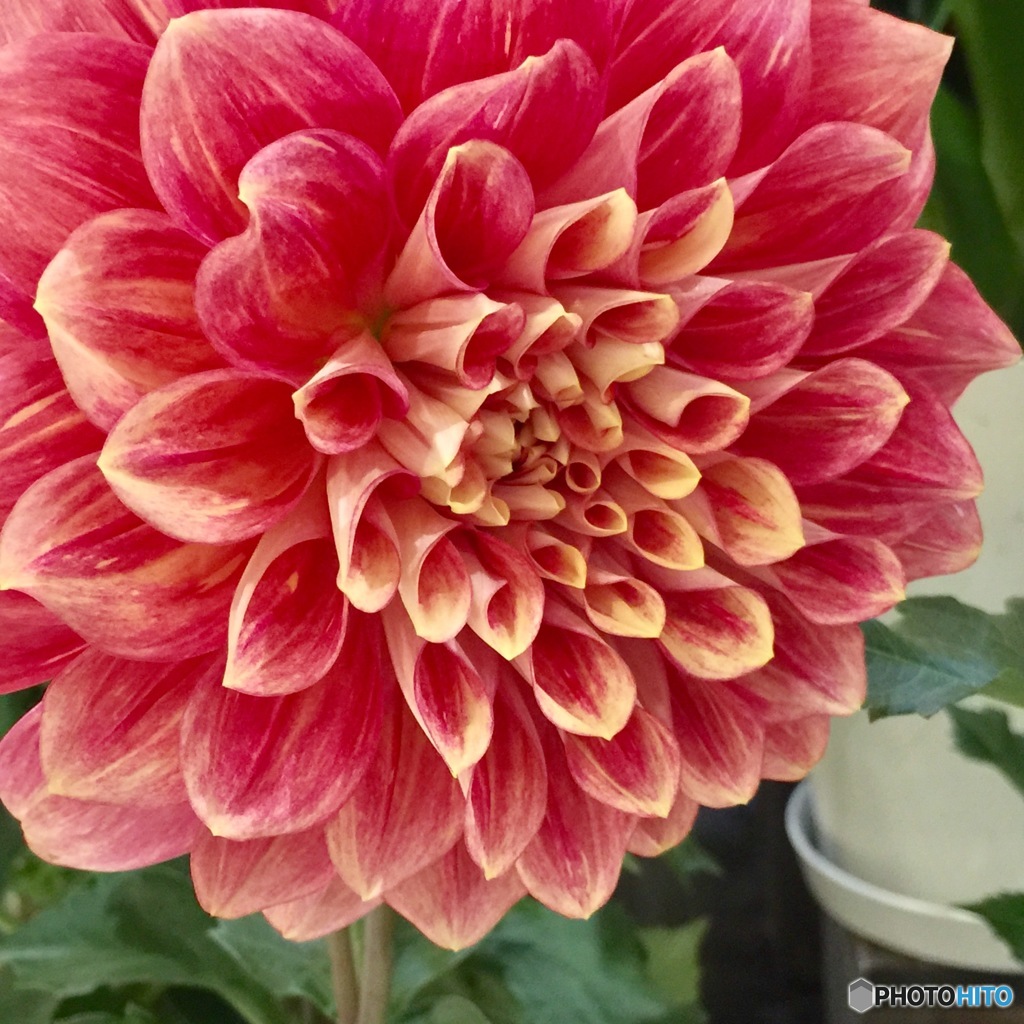 Dahlia   名前は日曜日