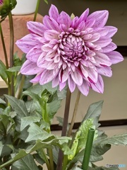 Dahliaに恋して