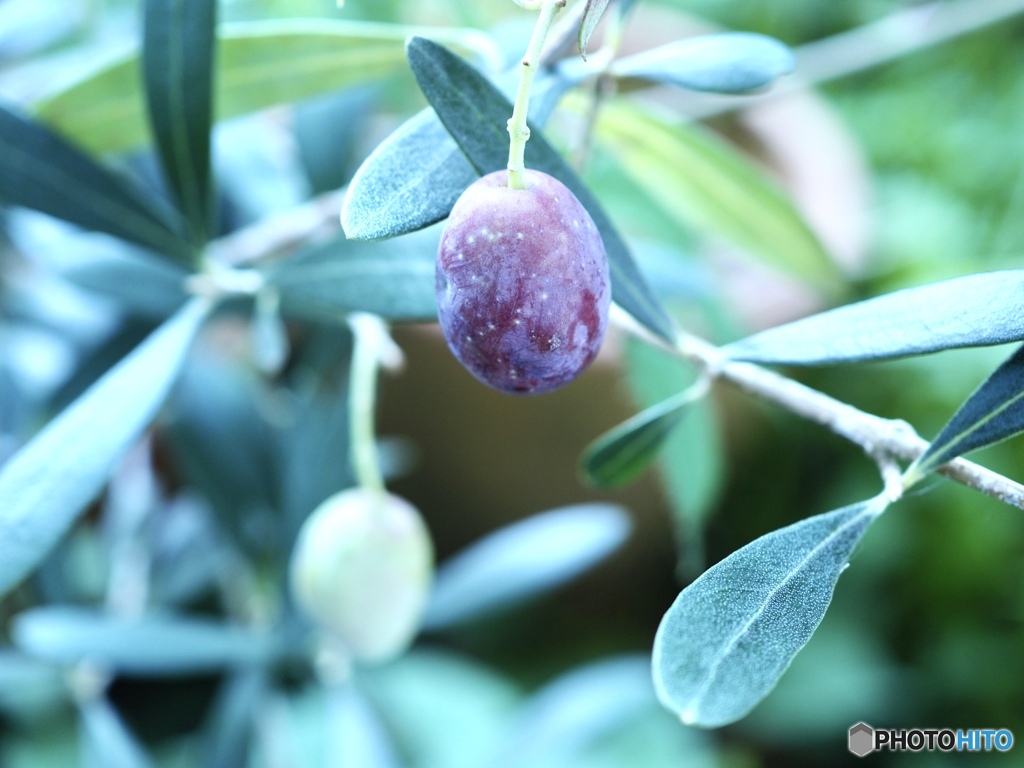 10月10日朝のOlive