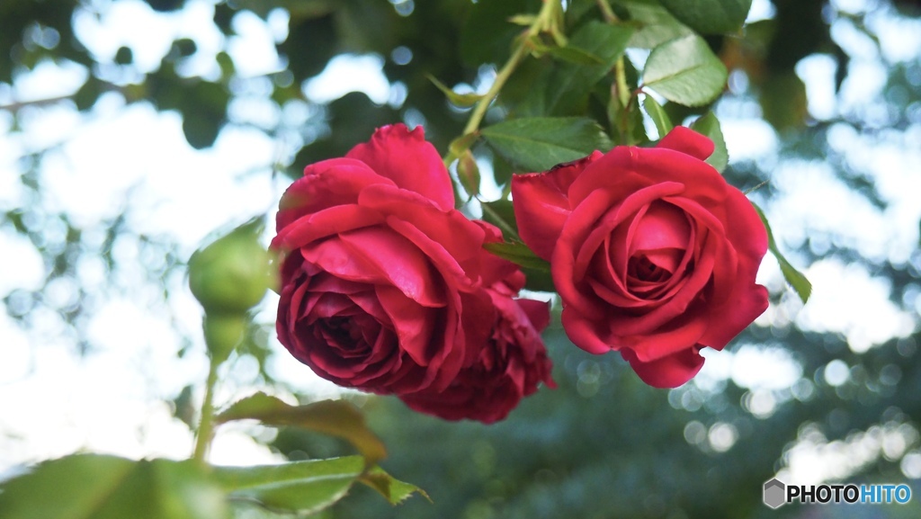 République de Montmartre