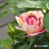 rose colored aperture